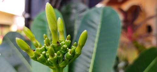 man holding flower,Plumeria flowers wait to bloom. In the bouquet there are small flowers and insects inside.