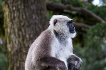 Wild Langur or Black faced monkey at Shimla Himachal Pradesh India