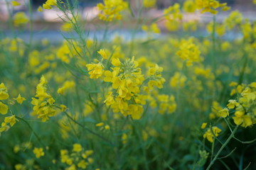 川沿いの菜の花