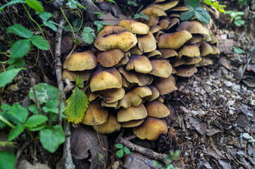 Wild Mushrooms in woods in Shimla India
