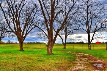 tree in a pasture