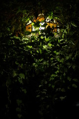 Path of the light