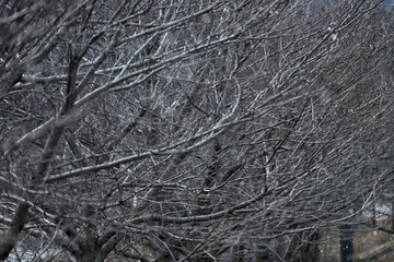 冬の木