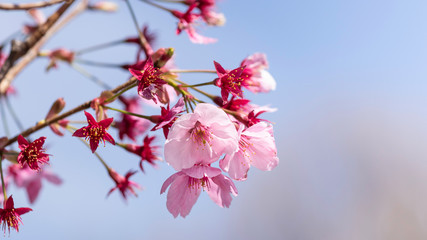 春、青空を背景に咲き始めた桜の花