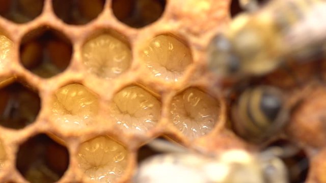 Bee Brood. In beekeeping, bee brood or brood refers to the eggs, larvae and pupae of honeybees