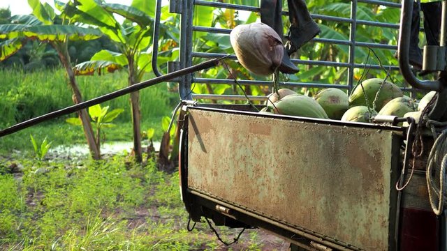 Farmer with tools pick up fresh coconuts on truck