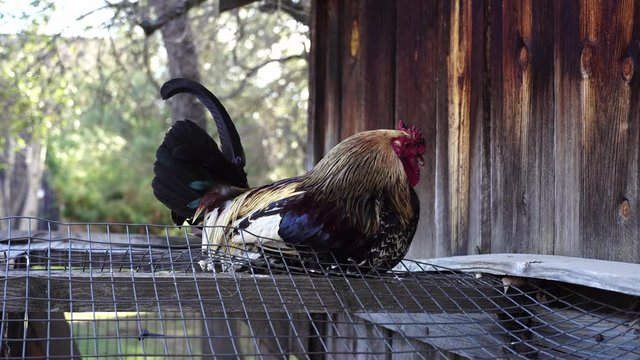 Roster on top of a chicken coop 