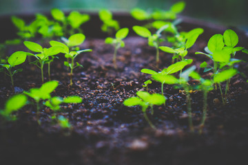 young plant in a pot