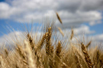 Wheat field against the background of the summer sky. Golden spikelets on agricultural land. A mature wheat is close-up.