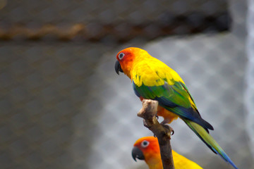 bird in zoo