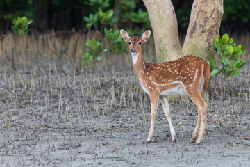 Naklejka na ściany i meble Chital or Spotted Deer (Axis axis) are abundantly found in Sundarbans foraging under Keora (Pandanus fascicularis) trees.