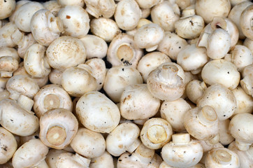 Champignons - whole uncoocked mushrooms background - top view of white field mushrooms piled for sale at the food market, ripe and fresh with a little of soil