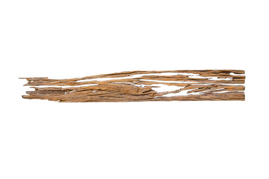 Termite wood eating white background