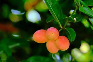 Organic Miracle fruit (Carissa carandas  Linn.,) with blurred green leaves as background.