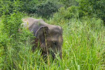 Young Ceylon elephant in thickets of dense grass. Sri Lanka