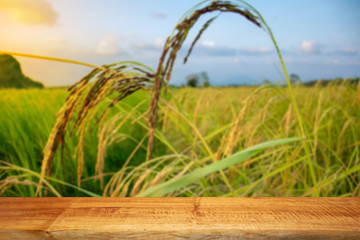 products display on a brown wooden table in the middle of a rice field