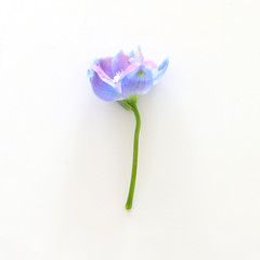 spring blue with purple flower isolated on white background