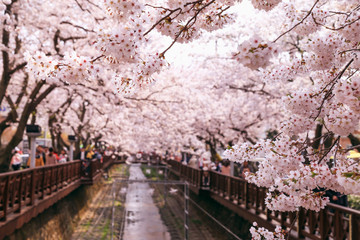Cherry blossoms on Yeojwacheon Stream. Jinhae-gu, Changwon, Korea. 