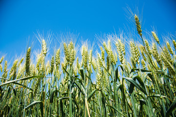 Ripening wheat field