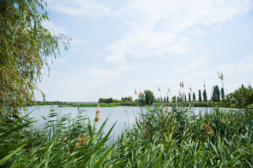 Summer landscape on the river bank