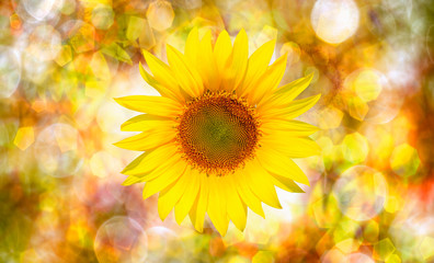 Obraz premium Amazing sunset over sunflowers field with bokeh background