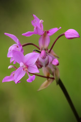 Fototapeta premium Beautiful Pink Orchid in my green garden