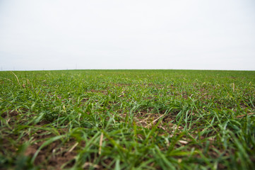 Obraz premium Winter wheat seedlings