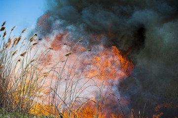 Fire, strong smoke. Burning reed in the swamp. Natural disaster - obrazy, fototapety, plakaty