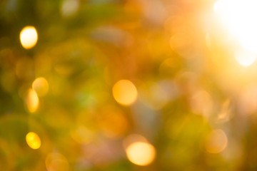 The bokeh background of the morning sunlight shining from the tree