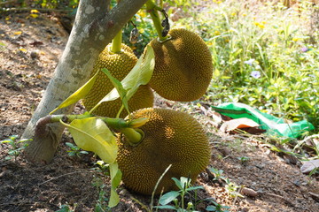 Small jackfruit on jackfruit tree
