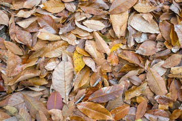 Background picture of dry leaves from sap of sapwood.