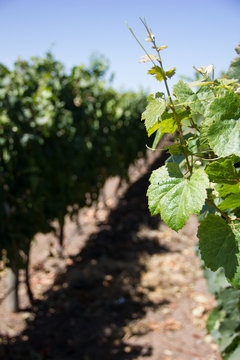 Hojas verdes de vi&ntilde;edos de la uva fiano vino mendoza argentina vegetaci&oacute;n