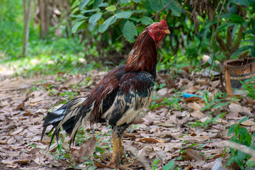 A rooster in the countryside