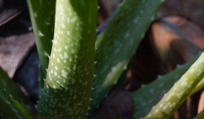 Close up Aloe vera in the garden.