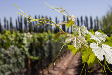 Viñedo de Malbec Mendoza Argentina