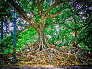 Giant Ficus Banyan tree with strong roots next to lampost