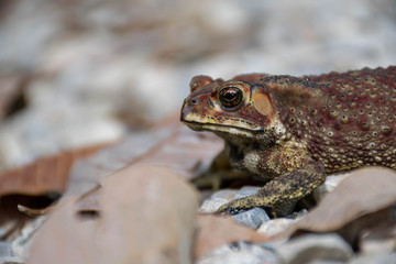 Brown toads on rocks and leaves