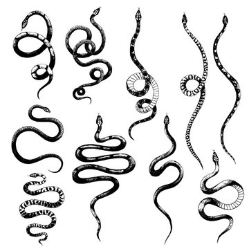 vector set of different snakes pencil drawing, vintage style graphic black and white, viper