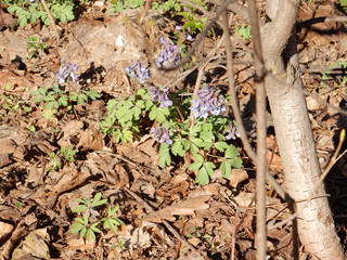 Tender spring lilac flowers of Corydalis on a blurry background