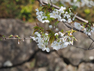 桜