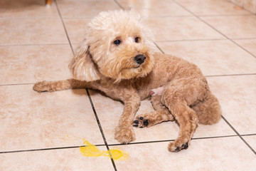 Toy poodle dog vomits yellow substance suspected to be bile