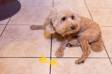 Toy poodle dog vomits yellow substance suspected to be bile