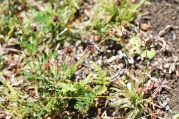 Luzula capitata (Shortawn foxtail) is a perennial plant that grows in a field, and in the spring, the flower stalk is densely packed with reddish-brown flowers.