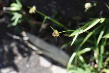 Luzula capitata (Shortawn foxtail) is a perennial plant that grows in a field, and in the spring, the flower stalk is densely packed with reddish-brown flowers.