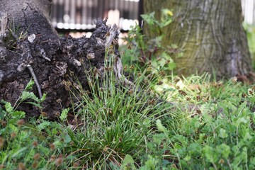 Luzula capitata (Shortawn foxtail) is a perennial plant that grows in a field, and in the spring, the flower stalk is densely packed with reddish-brown flowers.