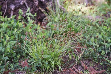 Luzula capitata (Shortawn foxtail) is a perennial plant that grows in a field, and in the spring, the flower stalk is densely packed with reddish-brown flowers.