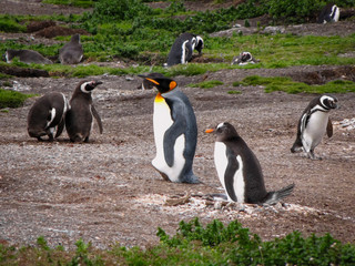 King penguin, Gentoo penguin and Magellanic penguins in their natural habitat