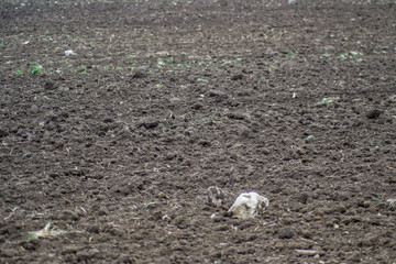 Freshly plowed virgin field, natural background, soil for planting, agricultural field, meadow