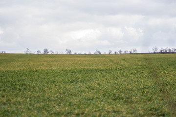 Green grass meadow, agricultural field, cloudy weather, natural background, trees in the back