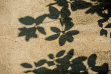 Leaves  shadow on the wall, outdoor  Chiangmai  Thailand